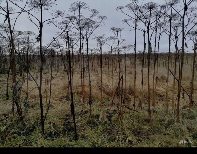 Участок 10 сот. (СНТ, ДНП)