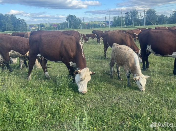 Продам коров мясной породы Герефорд
