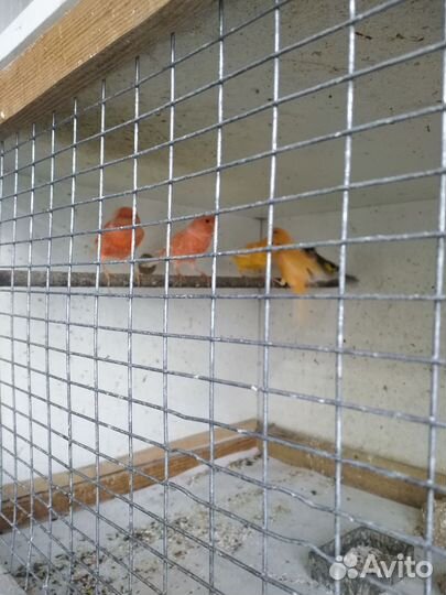 Канарейки, амадины японские, рисовки