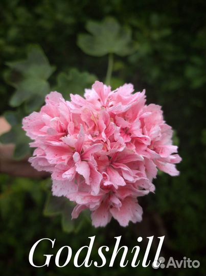 Пеларгонии звёздчатые (стеллары)