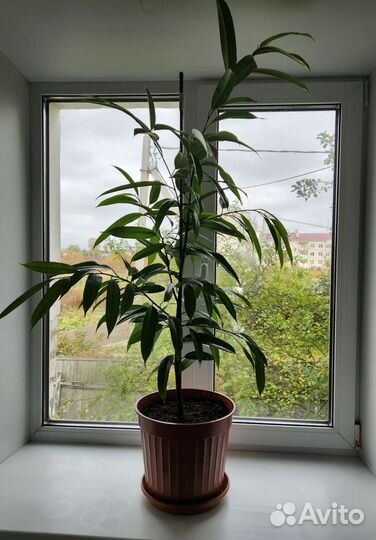 Фикус амстел кинг