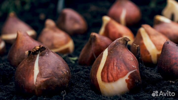 Луковицы тюльпанов оптом 10/11