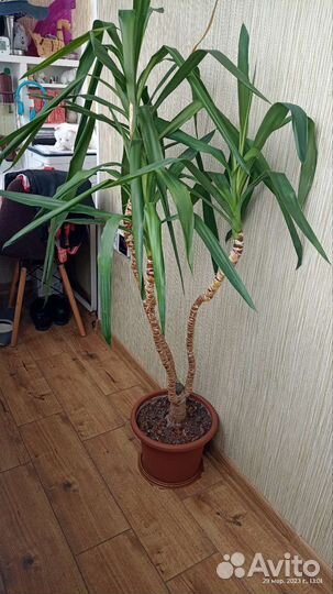 Пальма юкка