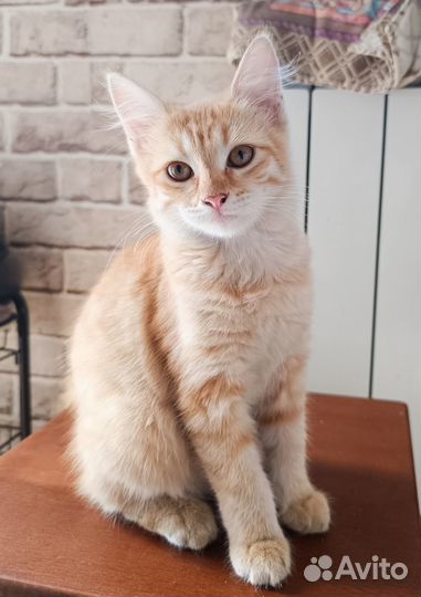 Кошки в добрые руки