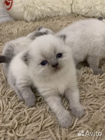 Шотландские котята