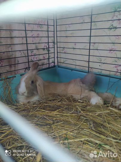 Декоративный кролик с клеткой