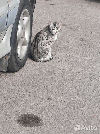 Спасите леопардика