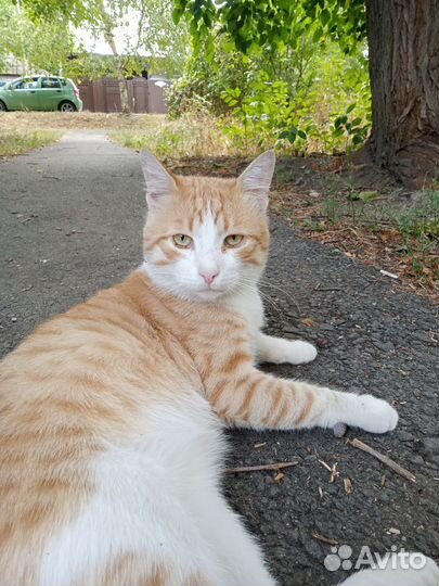 Котик в добрые руки