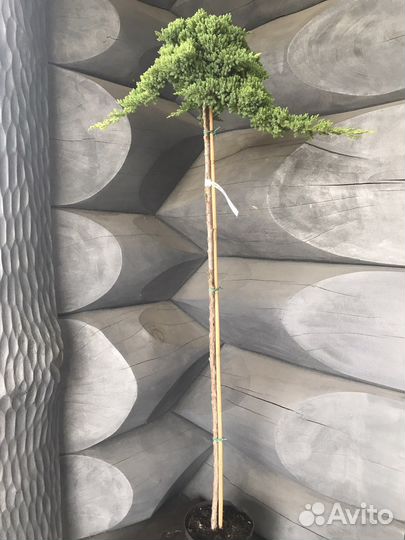 Можжевельник Нана