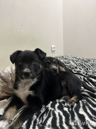 Щенок девочка 2,5 месяца