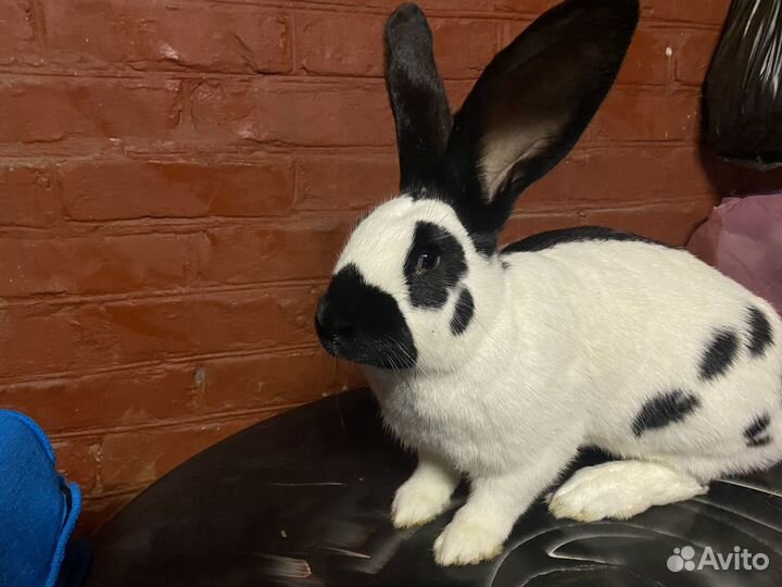 Кролики немецкий пестрый великан