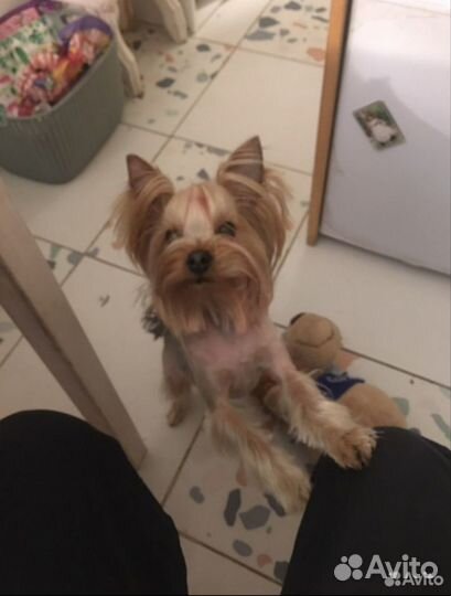 Зоогостиница. Передержка кошек и собак официально