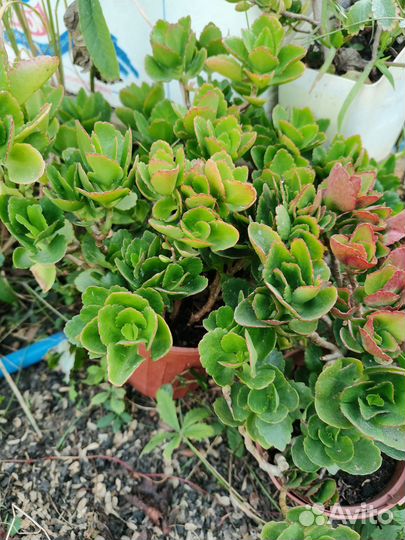 Каланхоэ цветущий