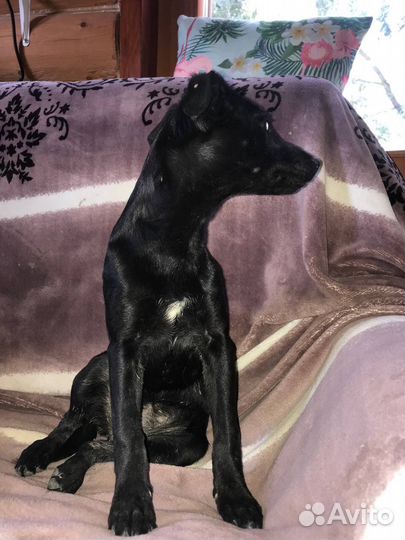 Собака в добрые руки маленькая порода