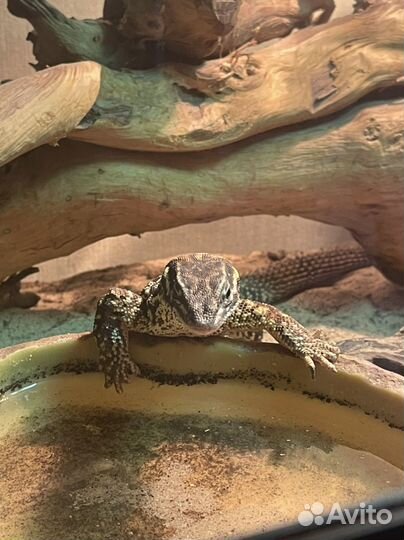 Кольцехвостая Ящерица с террариумом