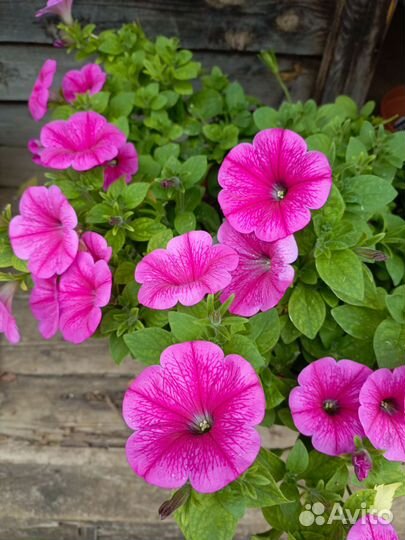 Вегетативная петуния (излишки черенков)