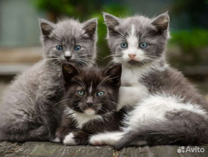 Котята много разных, в добрые руки