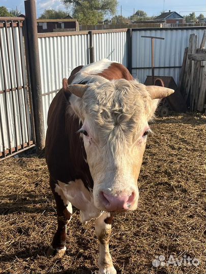 Белоголовый