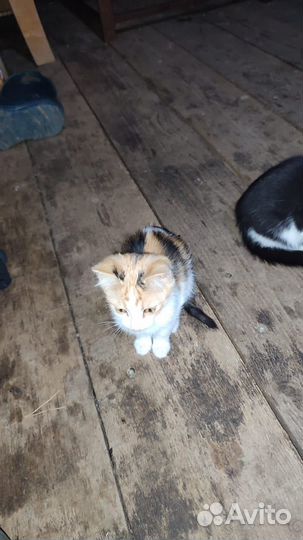 Кошка в дар