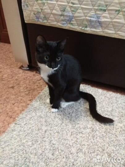 Котенок (кошечка)
