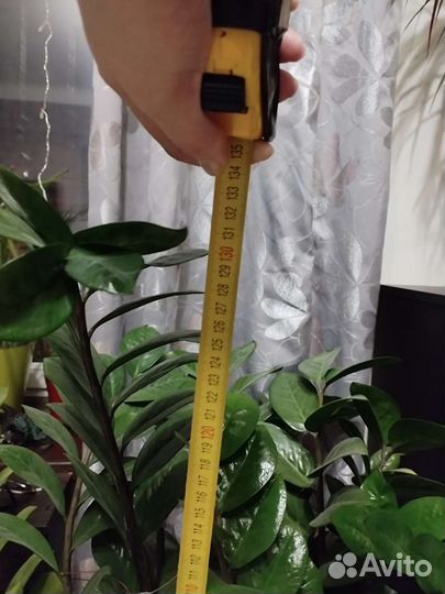 Замиокулькас