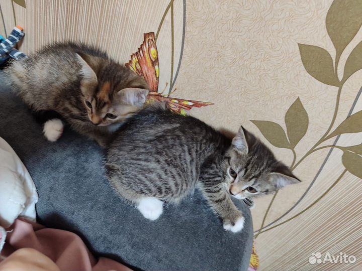 Кошка в дар