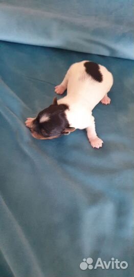 Щенки бивер йорка