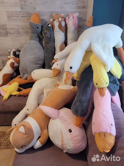 Кот Батон, кот с пледом, гуси, акула, Корги