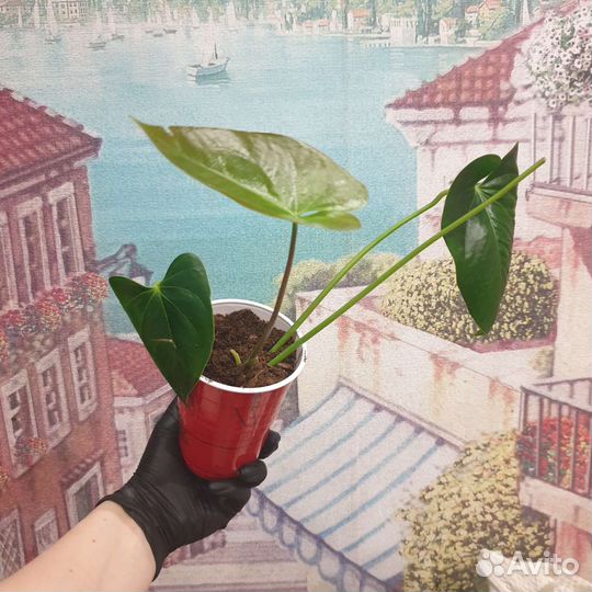 Антуриум cavalli