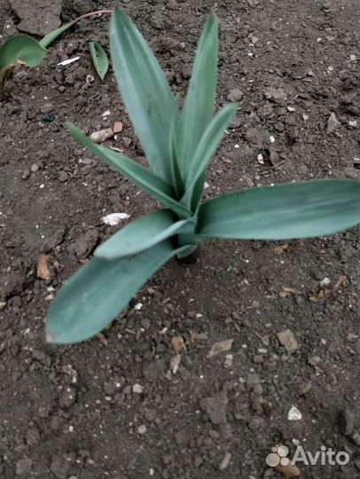 Ранние многолетние цветы