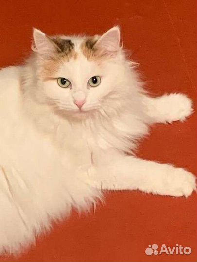 Кошка пушистая