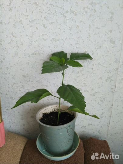 Гибискус махровый