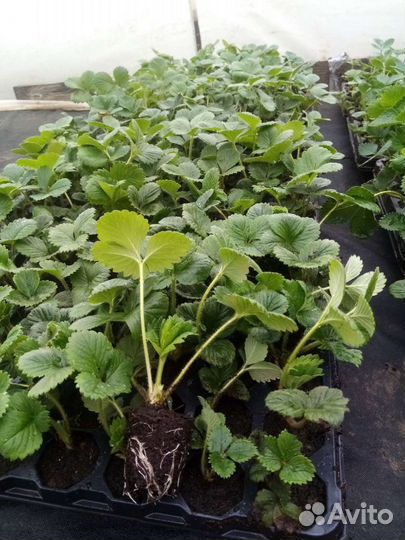 Рассада клубники