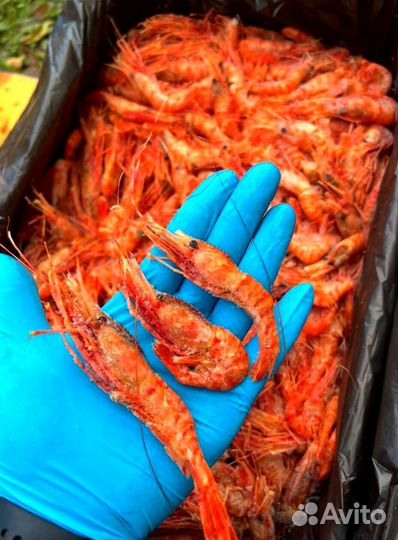 Оптом Креветки