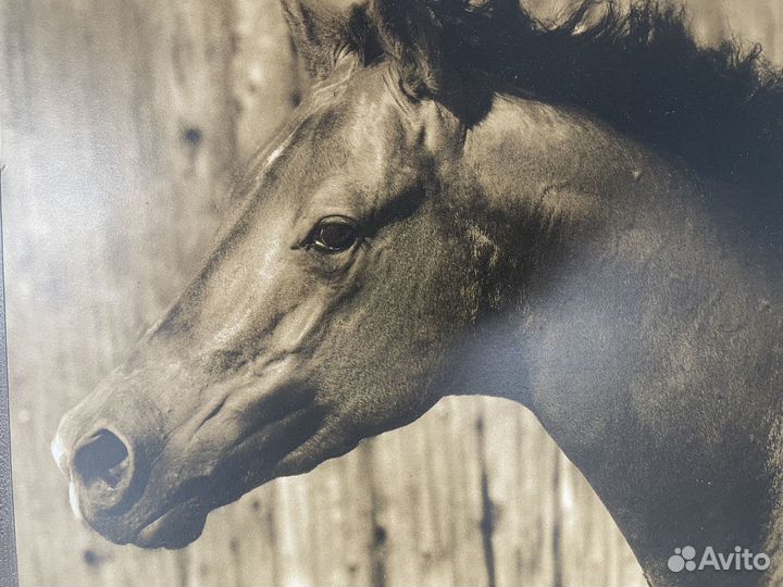 Лошадь картина