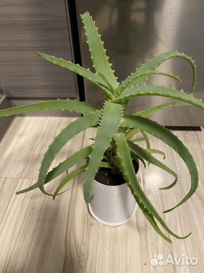 Алоэ (столетник)