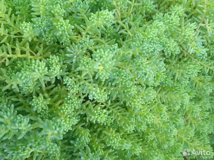 Почвопокровники