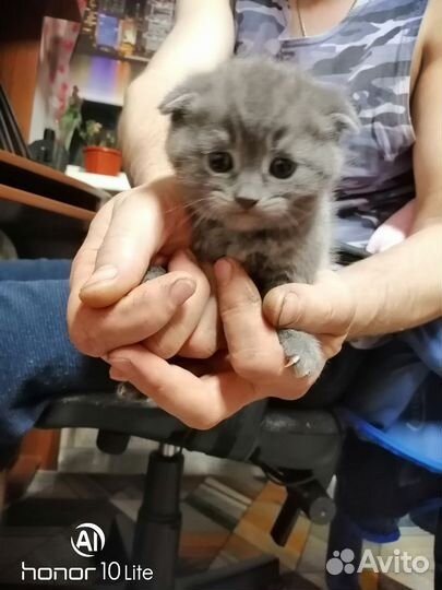 Шотландские котята