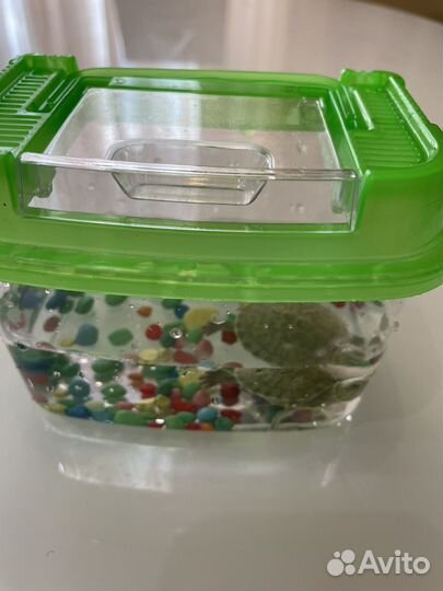 Черепаха с аквариумом