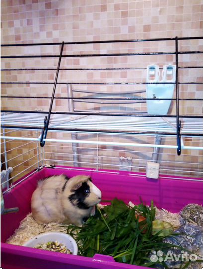 Морская свинка