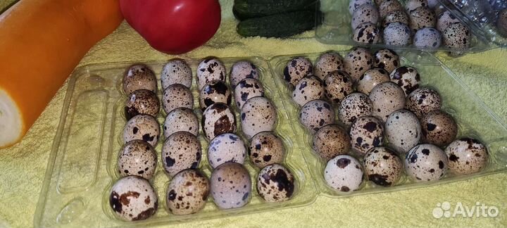 Маран, перепелки Эстонцы Селадоны Радонежские