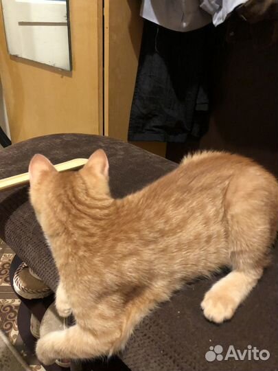 Кошка в дар бесплатно