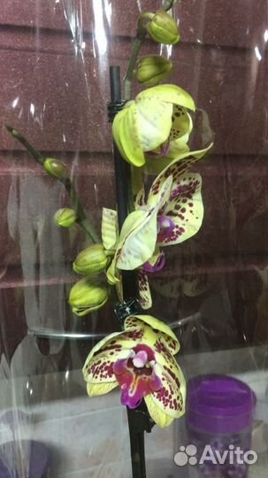 Орхидея 