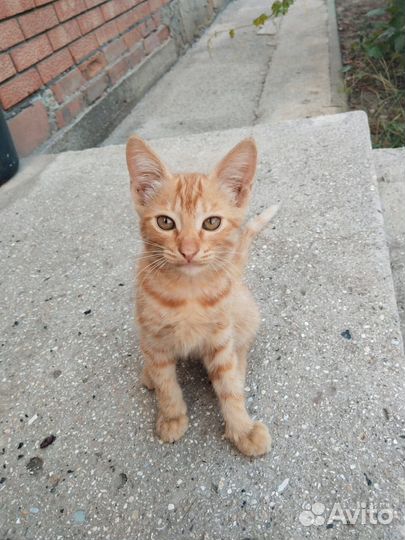 Отдам котиков