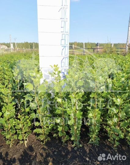 Тополь пирамидальный без пуха саженцы черенки