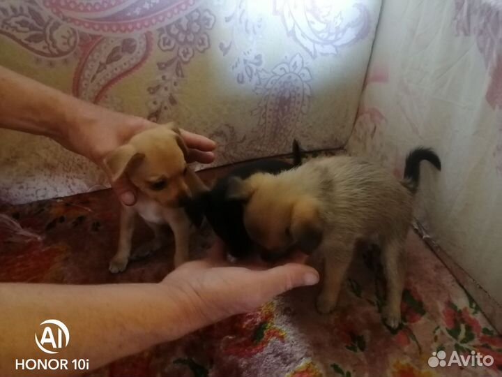 Той-терьер щенки