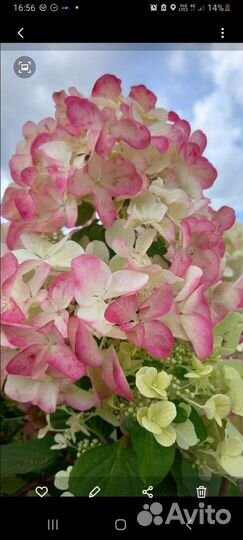 Гортензия метельчатая