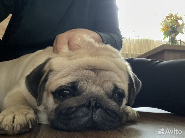 Мопс вязка мальчик
