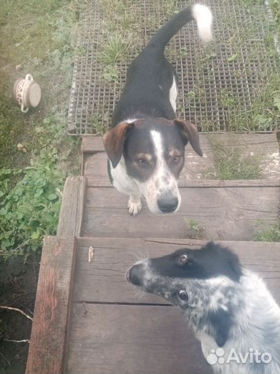 Собака в добрые руки отдам бесплатно