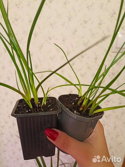 Зефирантес белый